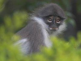 菲式葉猴 菲式葉猴