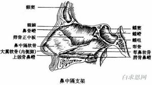 鼻中隔軟骨
