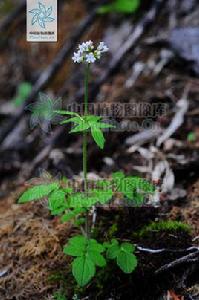 長序纈草 長序纈草