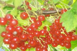 夏天找星星 夏天找星星