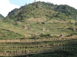 坪上鎮[雲南省昭通市鎮雄縣坪上鎮]