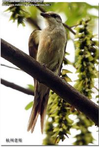 （圖）灰山椒鳥