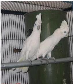 杜柯波氏鳳頭鸚鵡 杜柯波氏鳳頭鸚鵡