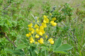 玉樹野決明 玉樹野決明