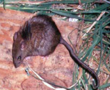 玻里尼西亞鼠