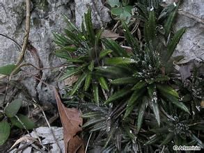 弄崗唇柱苣苔 弄崗唇柱苣苔