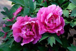 陪嫁牡丹 陪嫁牡丹