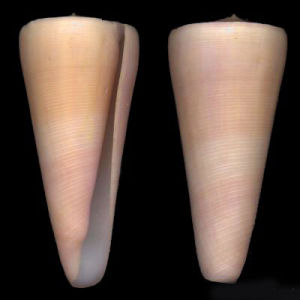 野雞芋螺 野雞芋螺