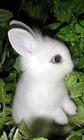 荷蘭侏儒兔