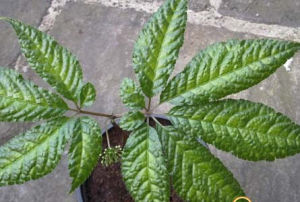 屏邊三七 屏邊三七