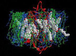 鹼性蛋白質 鹼性蛋白質