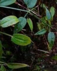 山豬殃殃（原變種）