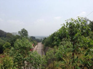 崇州櫻桃溝 崇州櫻桃溝