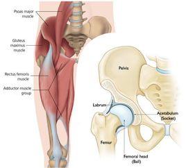關節環轉 關節環轉