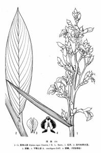 節鞭山姜 節鞭山姜