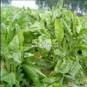 軍寮村[廣東省潮州市饒平縣樟溪鎮軍寮村]