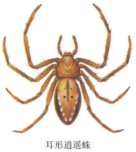 耳形逍遙蛛