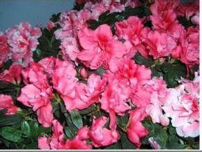 粉紅滇藏杜鵑(變種) 粉紅滇藏杜鵑(變種)