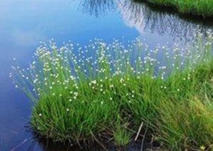 光瓣谷精草 光瓣谷精草