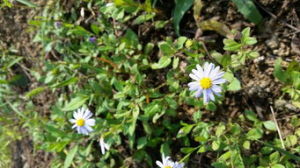 長圓葉褐毛紫菀 長圓葉褐毛紫菀