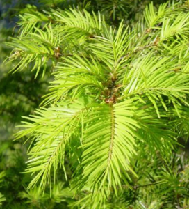 華東黃杉 華東黃杉