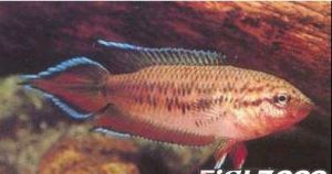 戴氏擬絲足鱸 戴氏擬絲足鱸