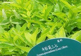 平臥菊三七 平臥菊三七