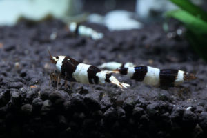 黑水晶蝦 黑水晶蝦