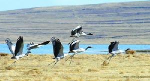 大山包黑頸鶴自然保護區