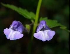 微柔毛並頭黃芩