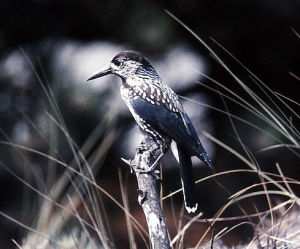 星鴉東北亞種 星鴉東北亞種