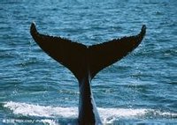 行動緩慢,頭大體胖的露脊鯨