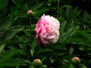 嘆花[唐朝詩人杜牧創作的七絕詩]