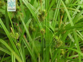 日本薹草 日本薹草