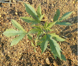 三裂葉絹蒿 三裂葉絹蒿