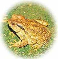 盤谷蟾蜍 盤谷蟾蜍