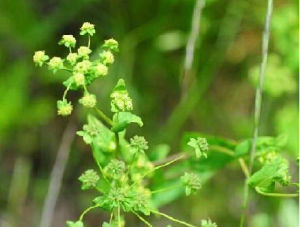 多枝川滇柴胡 多枝川滇柴胡