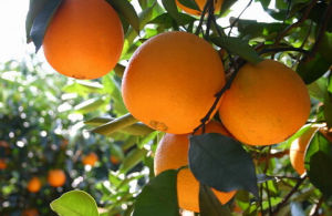 華紅臍橙 華紅臍橙