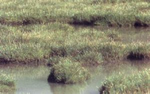 灰脈苔草 灰脈苔草