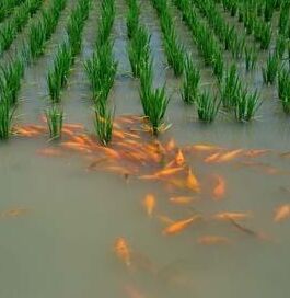 青田稻魚共生系統 青田稻魚共生系統