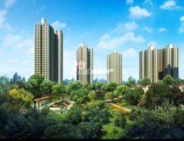 白樺林間 白樺林間