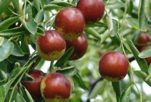 冬棗生態旅遊區 冬棗生態旅遊區