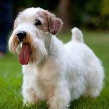 錫利哈姆梗 錫利哈姆梗