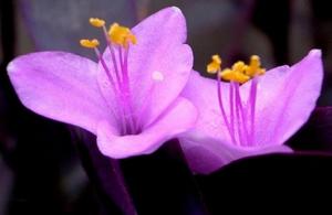（圖）冬紫羅蘭