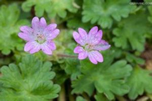 老鸛草屬 老鸛草屬
