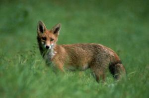 草原狐