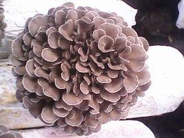 灰樹花[非褶菌目多孔菌科植物]