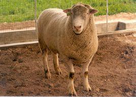 無角陶賽特羊 無角陶賽特羊