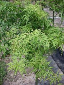 日本紅楓青龍羽毛楓 日本紅楓青龍羽毛楓