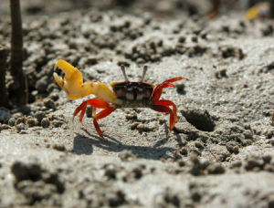 米氏招潮蟹 米氏招潮蟹
